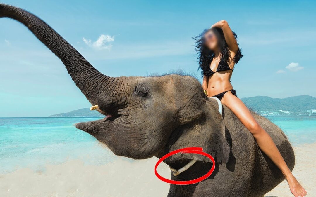 Black Tusk | The Ugly Truth of Elephant Riding